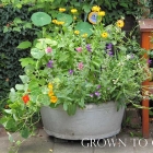 Edible flowers, how to grow them and how to eat them