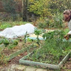 Edible garden in November