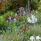 Giverny: the painter's garden