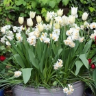 How to plant a bulb lasagne in a container - video