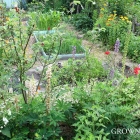 Garden jobs in June