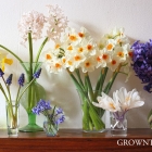 Seasonal bouquet - spring bulbs