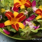 Seasonal salad - edible flowers