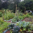Edible garden in July & August 2015