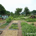 Edible garden in May 2016