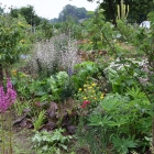 Plant functions in the permaculture garden - video